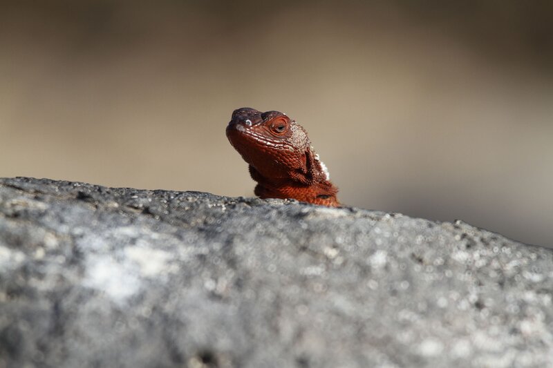 red lizard on a rock
