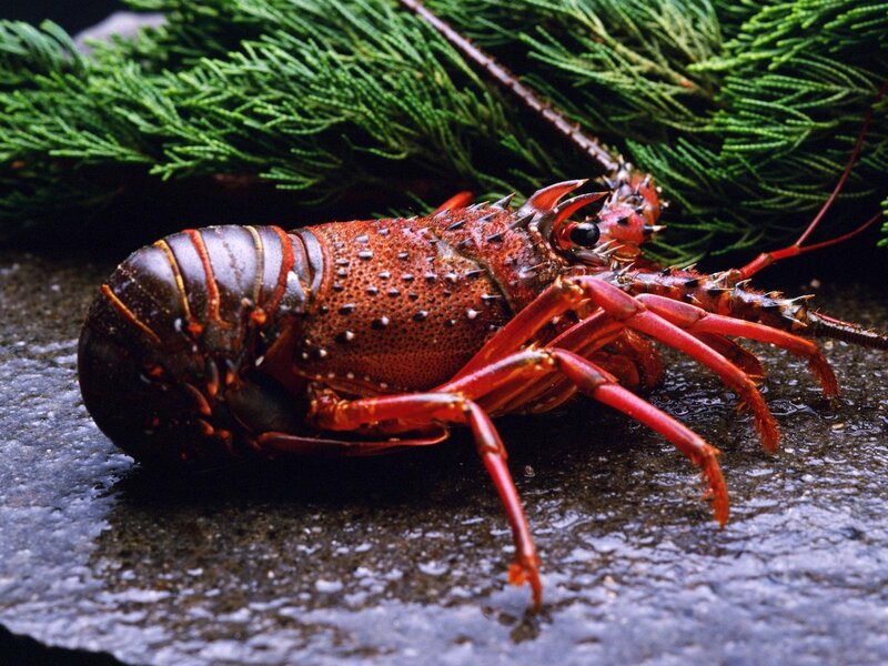 Red Lobster on Wet Surface