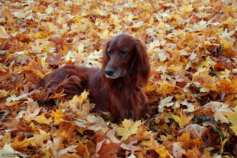 Red Long-haired Dog