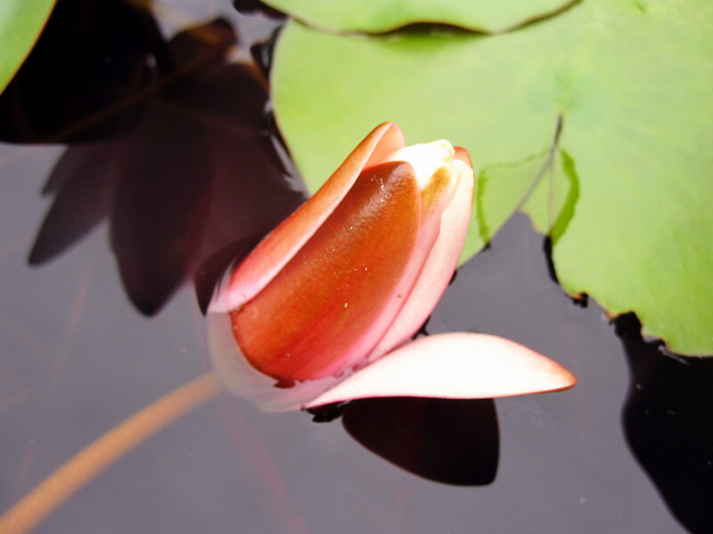 Red Lotus Bud