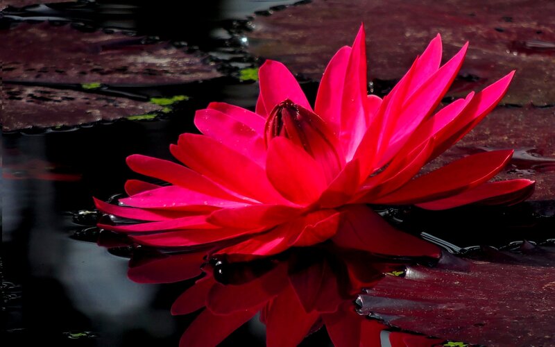 Red Lotus Flower — Dramatic, Afternoon