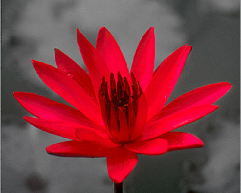Red Lotus Flower — Dramatic