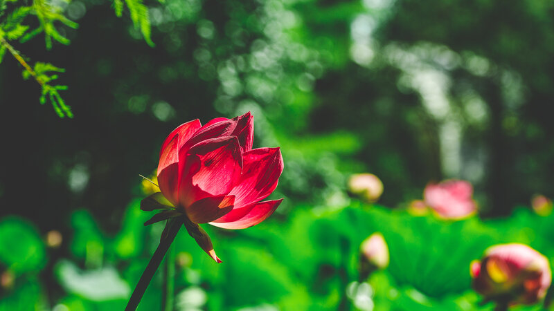 Red Lotus Flower — Serene, Afternoon
