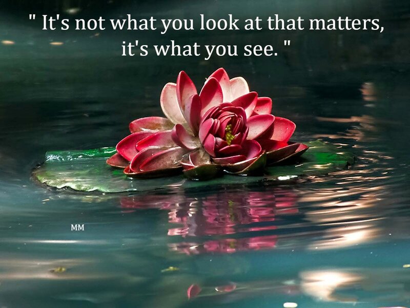 Red Lotus Flower — Serene, Photograph