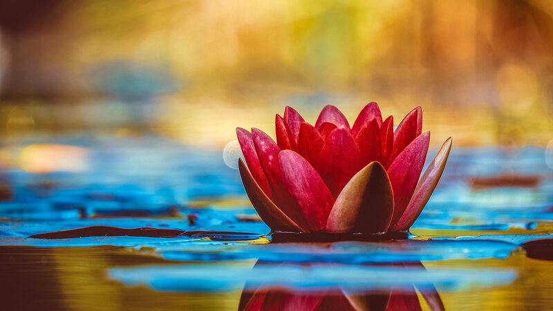 Red Lotus Flower — Serene, Sunset, Photograph