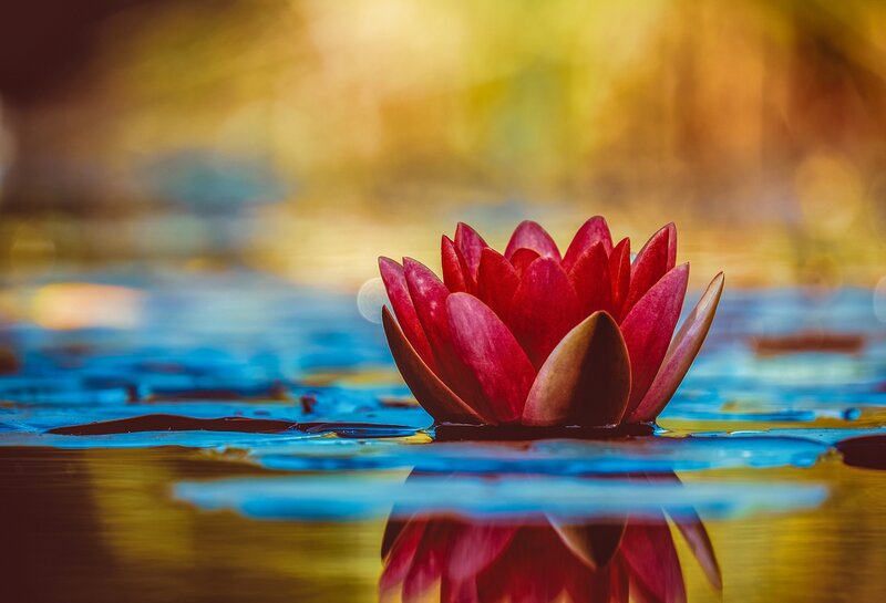 Red Lotus Flower — Serene, Sunset