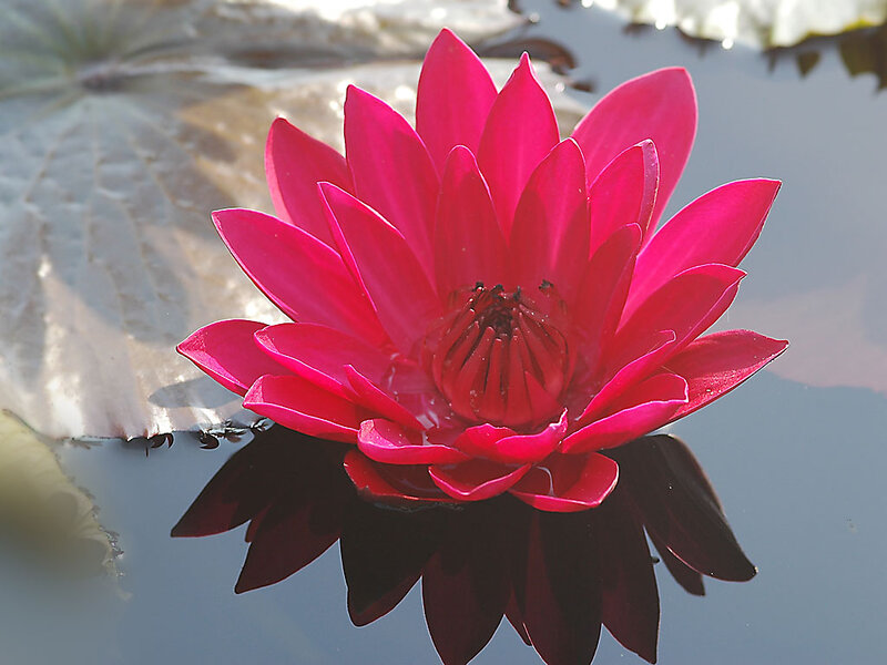 Red Lotus Flower — Serene