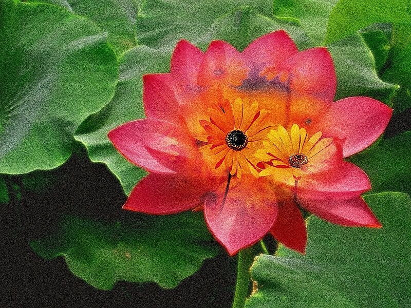Red Lotus Flower — Vibrant
