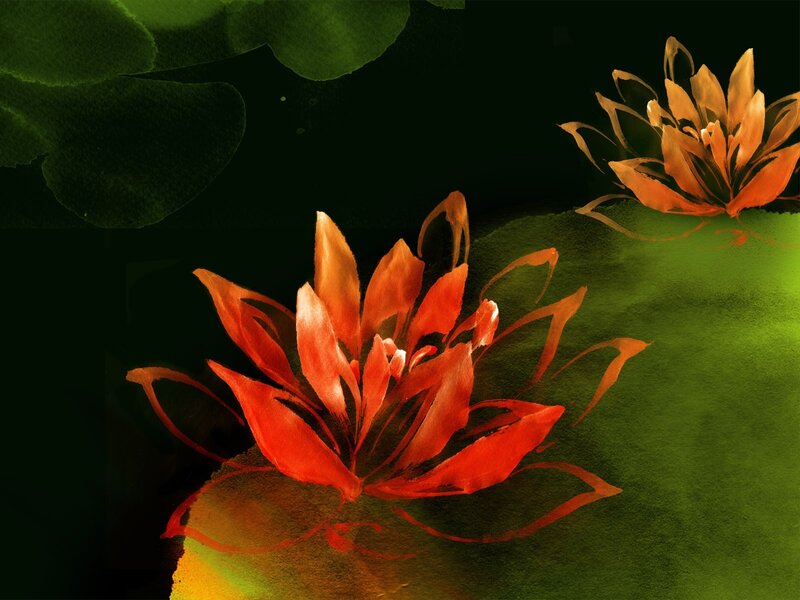 Red lotus flowers on green water