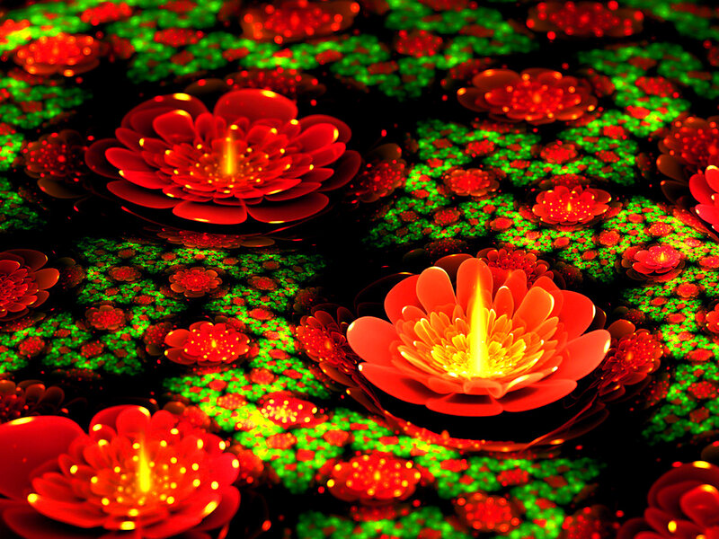 Red Lotus Flowers — Vibrant