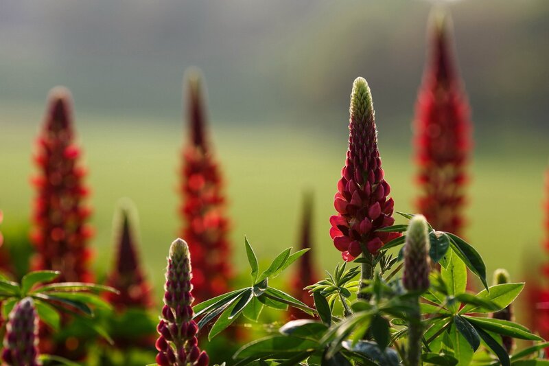 Red lupine flowers in a field