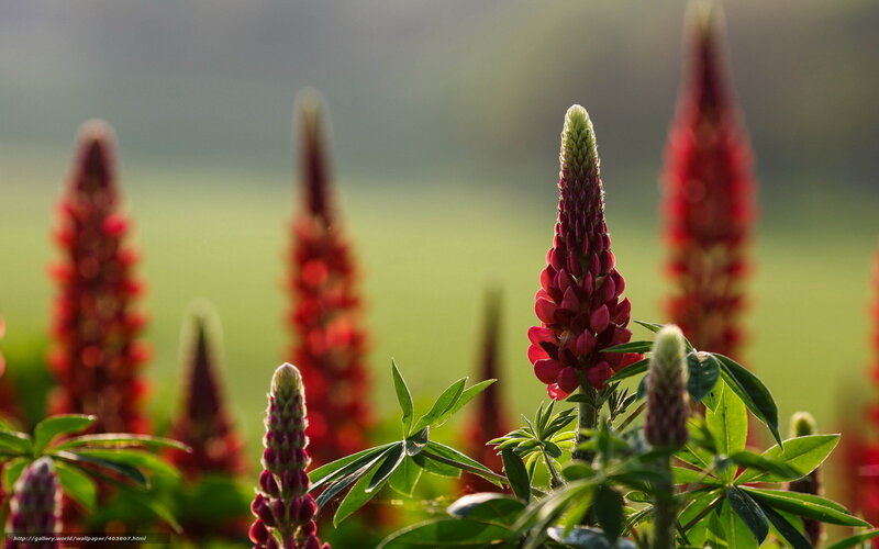 Red lupine flowers in a field