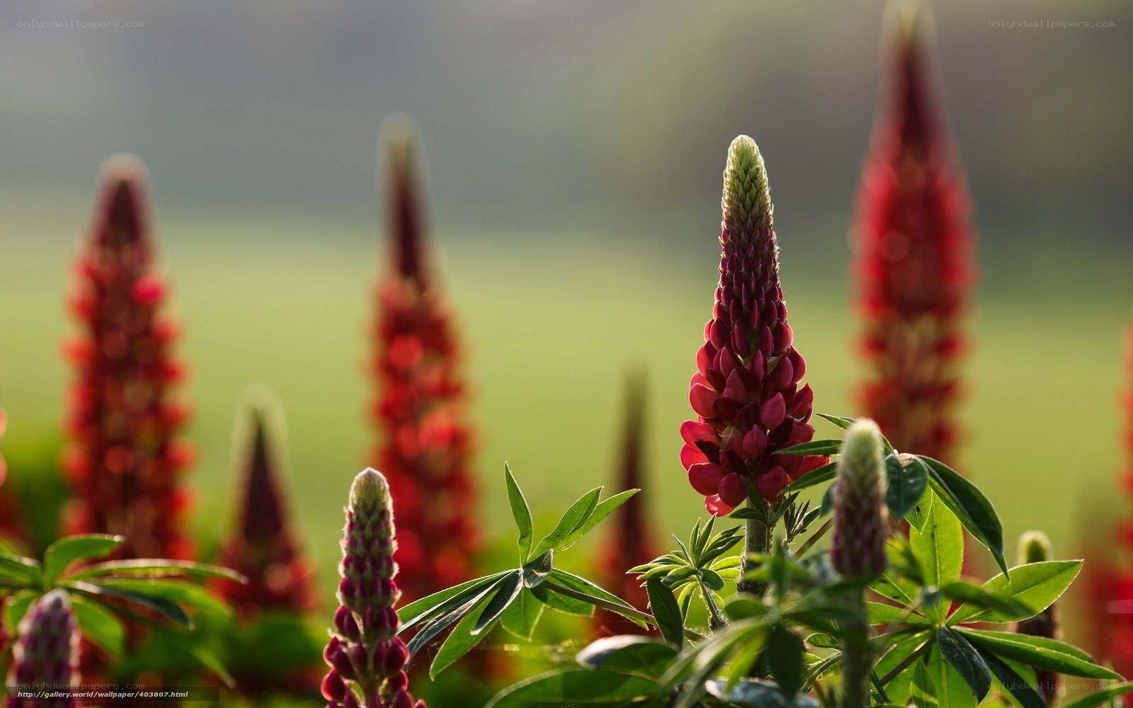 Red lupine flowers in a field
