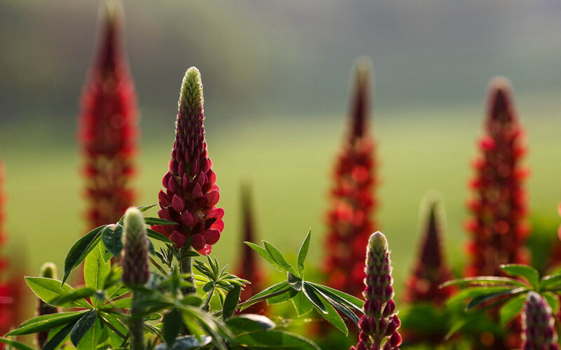 Red Lupine Flowers — Serene