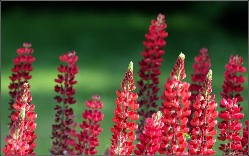 Red Lupine Flowers