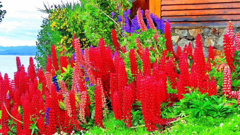 Red Lupine Flowers — Vibrant