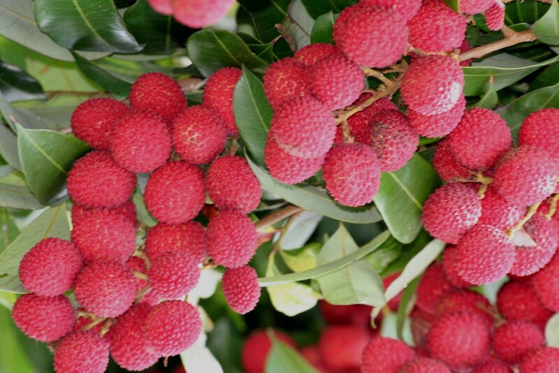 Red Lychee Fruits on Branch