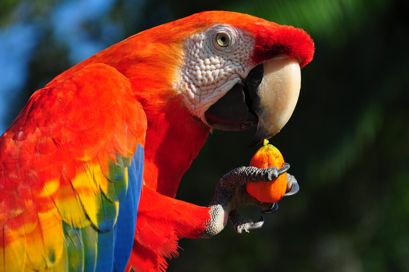Red Macaw Holding Fruit