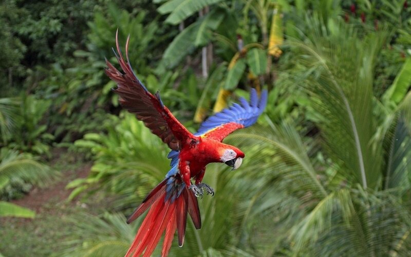 Red macaw in flight
