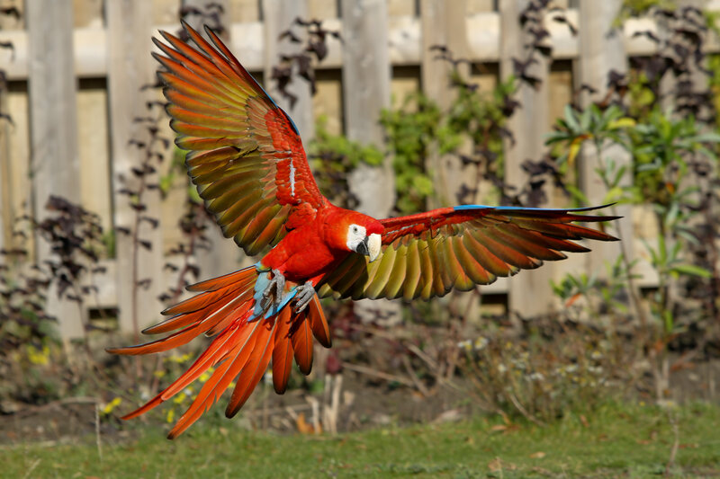 Red Macaw in Flight — Dynamic, Afternoon, Photograph