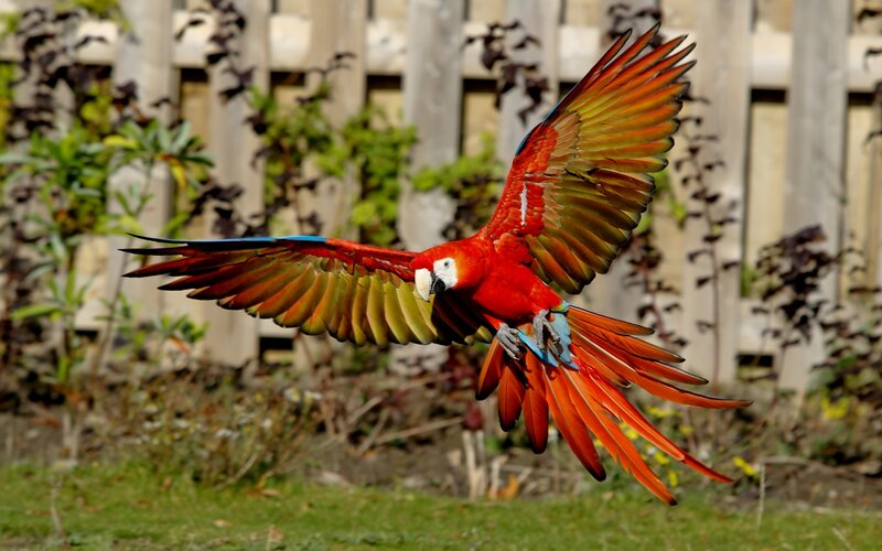 Red Macaw in Flight — Dynamic, Afternoon