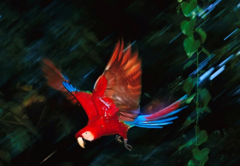 Red Macaw in Flight — Dynamic, Night, Photograph, Forest