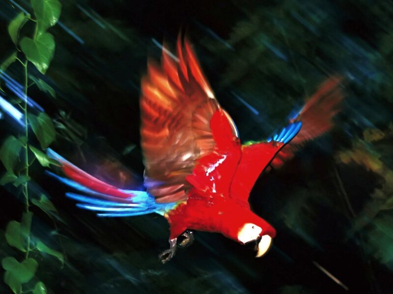 Red Macaw in Flight — Dynamic, Night, Photograph
