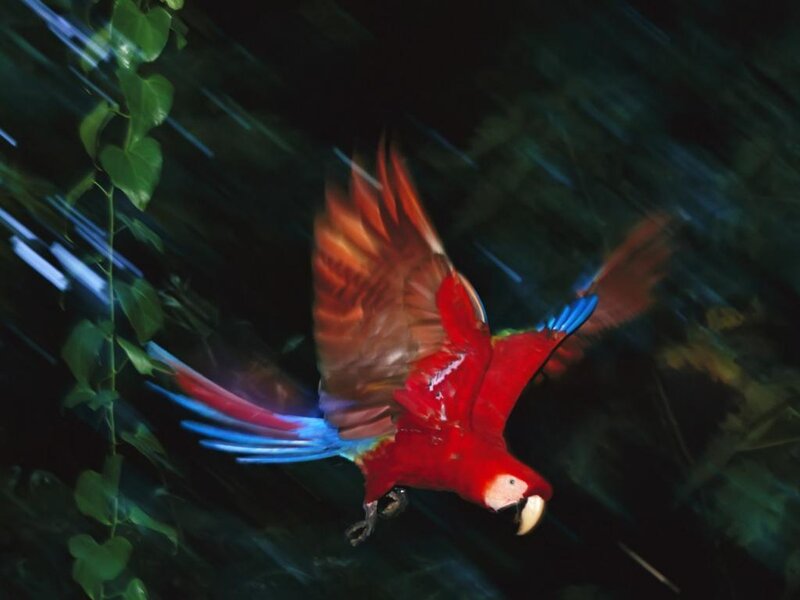 Red Macaw in Flight — Dynamic, Night