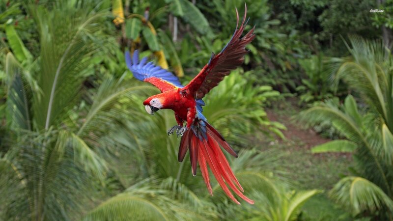 Red Macaw in Flight — Dynamic, Photograph, Green Foliage