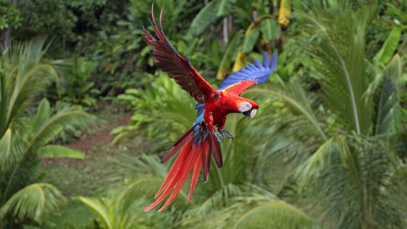 Red Macaw in Flight — Dynamic, Photograph
