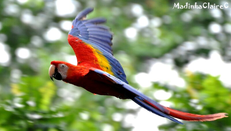 Red Macaw in Flight — Dynamic, Photograph, Trees