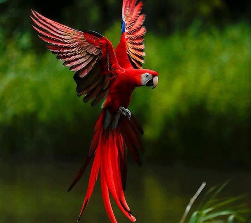 Red Macaw in Flight — Dynamic, Photograph, Wings, Tail Feathers