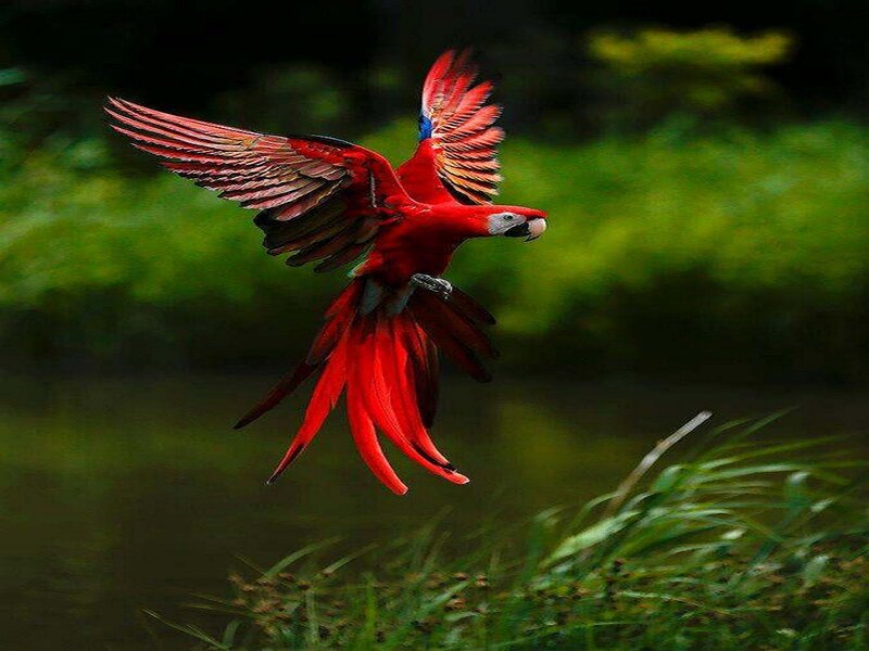 Red Macaw in Flight — Dynamic, Photograph, Wings