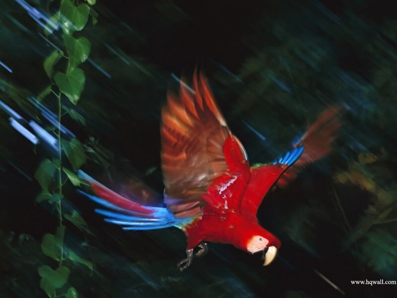 Red Macaw in Flight — Dynamic
