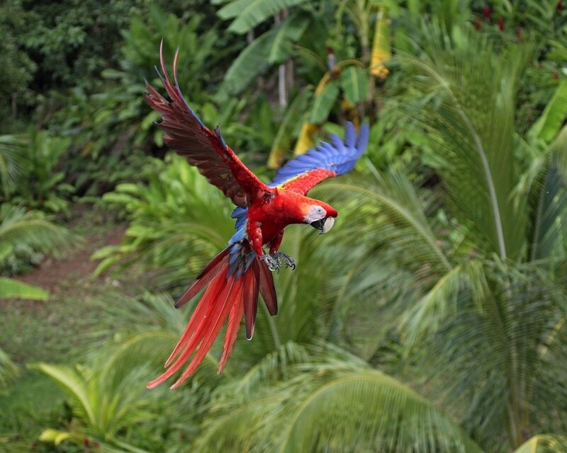 Red Macaw in Flight — Natural, Afternoon