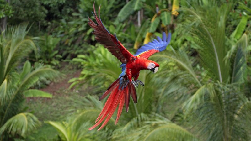 Red Macaw in Flight — Natural
