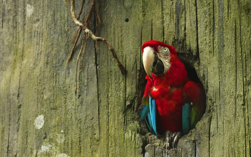 Red Macaw in Tree Hole