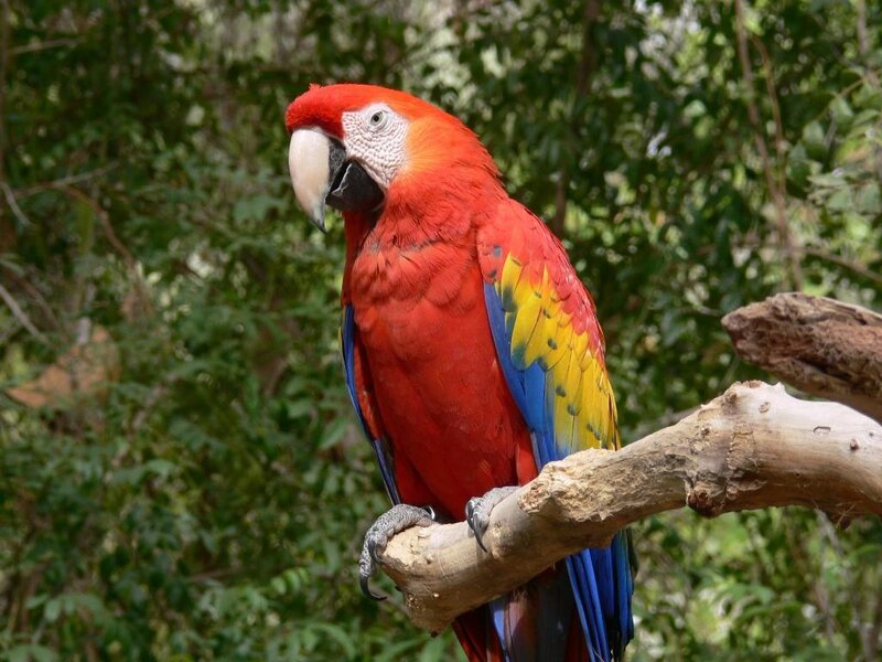 Red macaw on a branch