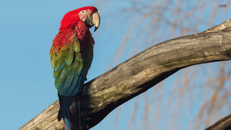 Red Macaw on Branch — Calm