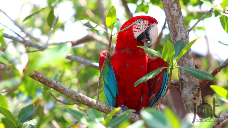 Red Macaw on Branch — Natural, Afternoon, Photograph