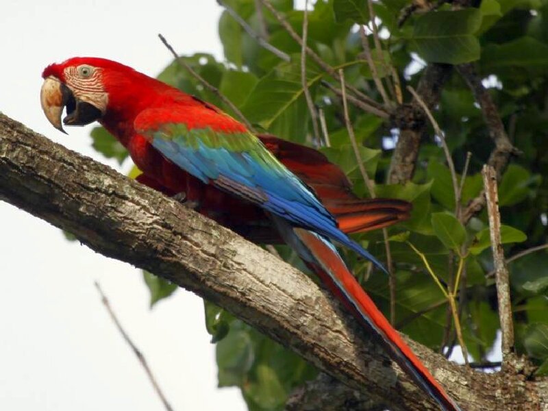 Red Macaw on Branch — Natural, Afternoon