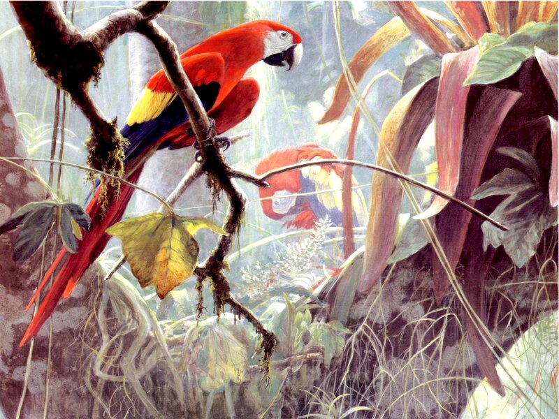 Red Macaw on Branch — Natural, Painting