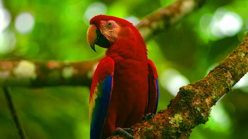 Red Macaw on Branch — Natural, Photograph