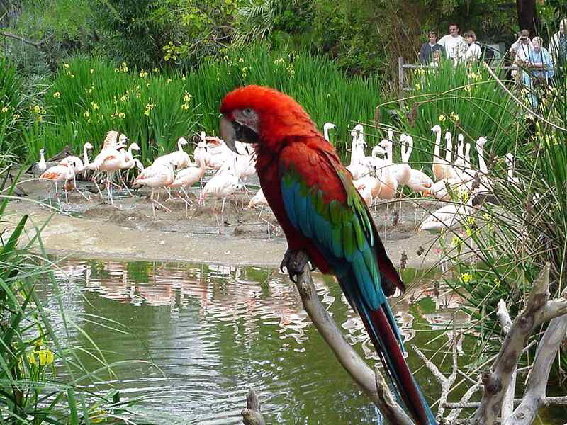 Red Macaw on Branch — Natural