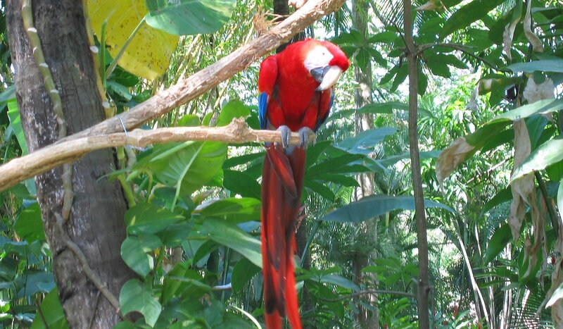 Red Macaw on Branch