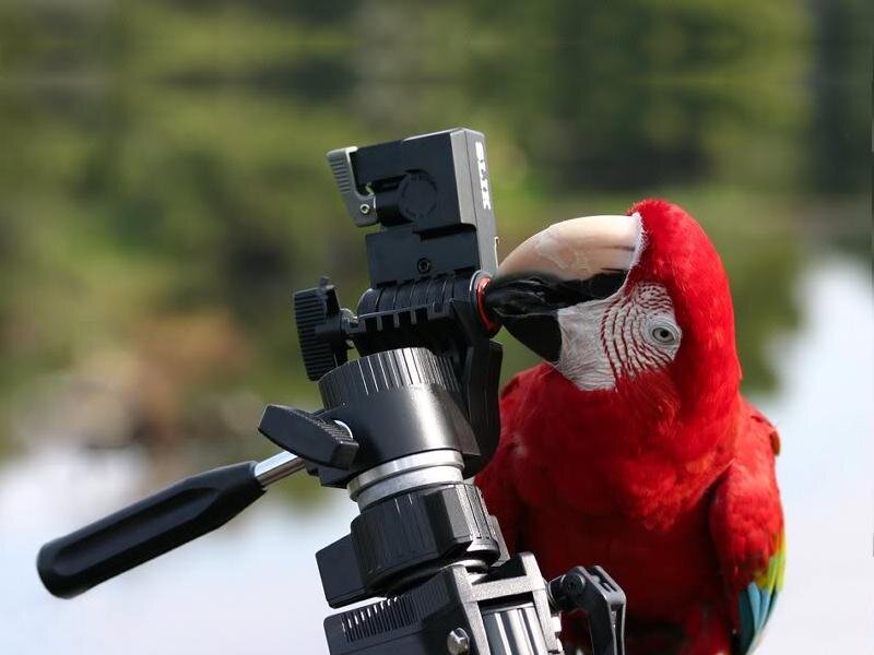 Red Macaw on Camera
