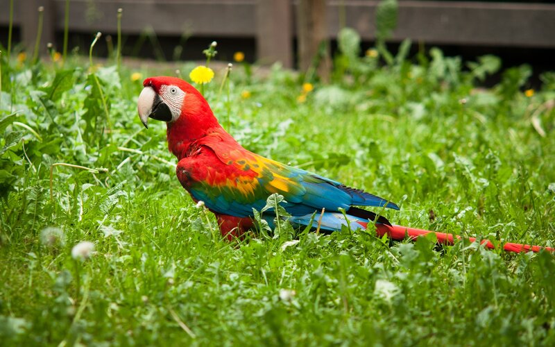 Red Macaw on Grass — Calm, Spring