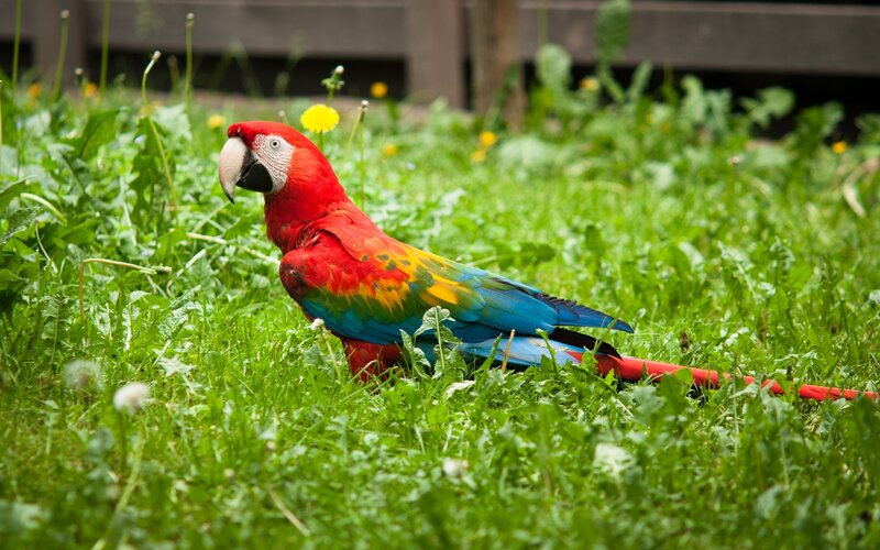 Red Macaw on Grass — Calm
