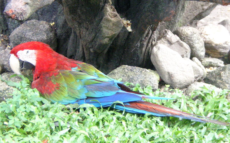 Red Macaw on Grass