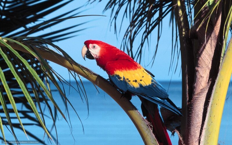 Red Macaw on Palm Branch — Tropical
